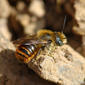 Abelha // Mason Bee (Osmia rufohirta), male