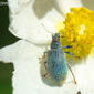 Escaravelho // Beetle (Polydrusus pilosulus)