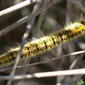 Lagarta // Caterpillar (Lasiocampa trifolii)