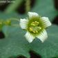 Norça-branca // White Bryony (Bryonia cretica subsp. dioica)