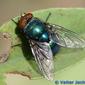 Mosca da família Calliphoridae // Blow Fly (Lucilia caesar), male