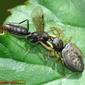 Aranha da família Salticidae // Jumping Spider with a prey (Heliophanus cf. flavipes)