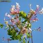 Madressilva // Honeysuckle (Lonicera implexa)