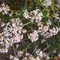 Southern Squinancywort (Asperula aristata subsp. scabra)