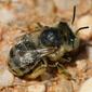 Uma pequena Abelha // a small Bee (Anthophora bimaculata), female