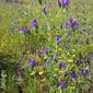 Soagem // Purple Viper's Bugloss (Echium plantagineum)