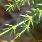 Southern Squinancywort (Asperula aristata subsp. scabra)