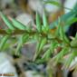 Arroz-das-paredes; Arroz-dos-telhados // Rock Stonecrop (Sedum forsteranum)