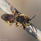 Abelha // Cuckoo Bee (Nomada cf. lathburiana), male