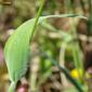 Rabo-de-lebre // Harestail Grass (Lagurus ovatus)