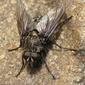 Mosca da família Calliphoridae // Cluster Fly (Pollenia vagabunda species-group)