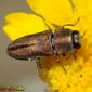 Escaravelho // Beetle (Anthaxia umbellatarum)