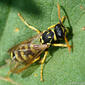 Vespa‑do‑papel // Large Paper Wasp (Polistes gallicus)