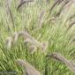Capim-do-texas // Fountain Grass (Cenchrus setaceus)
