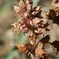 Erva-toira-maior // Greater Broomrape (Orobanche rapum-genistae)