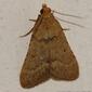 Borboleta Noturna // Moth (Therapne obsoletalis)