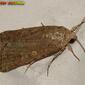 Borboleta Noturna // Beet Armyworm (Spodoptera exigua)