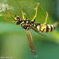 Vespa-do-papel-europeia // European Paper Wasp (Polistes dominula)