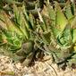 Barbados Aloe (Aloe perfoliata)