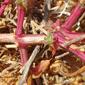 Barrilha-espinhosa; Soda-espinhosa // Russian Thistle; Saltwort (Salsola kali)