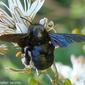 Abelhão‑azul // Carpenter Bee (Xylocopa violacea)