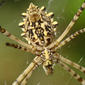 Aranha da família Araneidae // Lobed Argiope (Argiope lobata), female