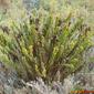 Campana-da-praia; Madorneira-bastarda // Golden Samphire (Limbarda crithmoides)