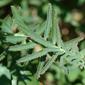 Leiteira-dentada // Serrated Spurge (Euphorbia serrata)