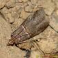 Borboleta Noturna // Moth (Acrobasis sp.)