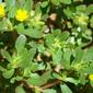 Beldroegas // Common Purslane; Little Hogweed (Portulaca oleracea)