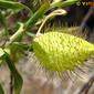Sumaúma-bastarda // Narrow-Leaf Cotton Bush (Gomphocarpus fruticosus)