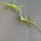 Anole contact