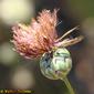 MantissaIca-de-salamanca // Dagger Flower (Mantisalca salmantica)