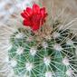 Cactus with a Strawflower (bracts from a Xerochrysum bracteatum)