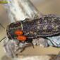 Escaravelho // Beetle (Acmaeoderella adspersula)
