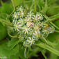 Serralha // Smooth Sow-thistle (Sonchus oleraceus)