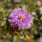 Escova-de-garrafa // Bottlebrush (Callistemon sp.)