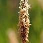 Eleocare-dos-charcos; Junco-marreco // Common Spikerush (Eleocharis palustris)