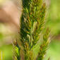 Echinochloa oryzoides