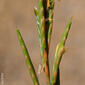 Braquipódio (Brachypodium phoenicoides)