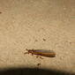 Rhinotermitidae subterranean termite? winged alate DSCF7219