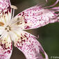 Cravinho-bravo (Dianthus broteri)