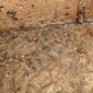 Rhinotermitidae subterranean termite? winged alate DSCF7211