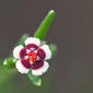Lesser Florida Spurge (Euphorbia polyphylla)