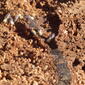Rhinotermitidae subterranean termite? DSCF1645