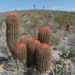 Viznaga roja (Ferocactus pilosus), HÁBITAT