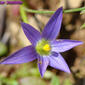 Nosilha (Romulea bulbocodium)