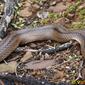 Cobra-de-escada // Ladder Snake (Rhinechis scalaris)