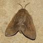 Borboleta Noturna // Moth (Psilogaster loti), female