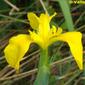 Lírio-amarelo-dos pântanos // Paleyellow Iris (Iris pseudacorus)